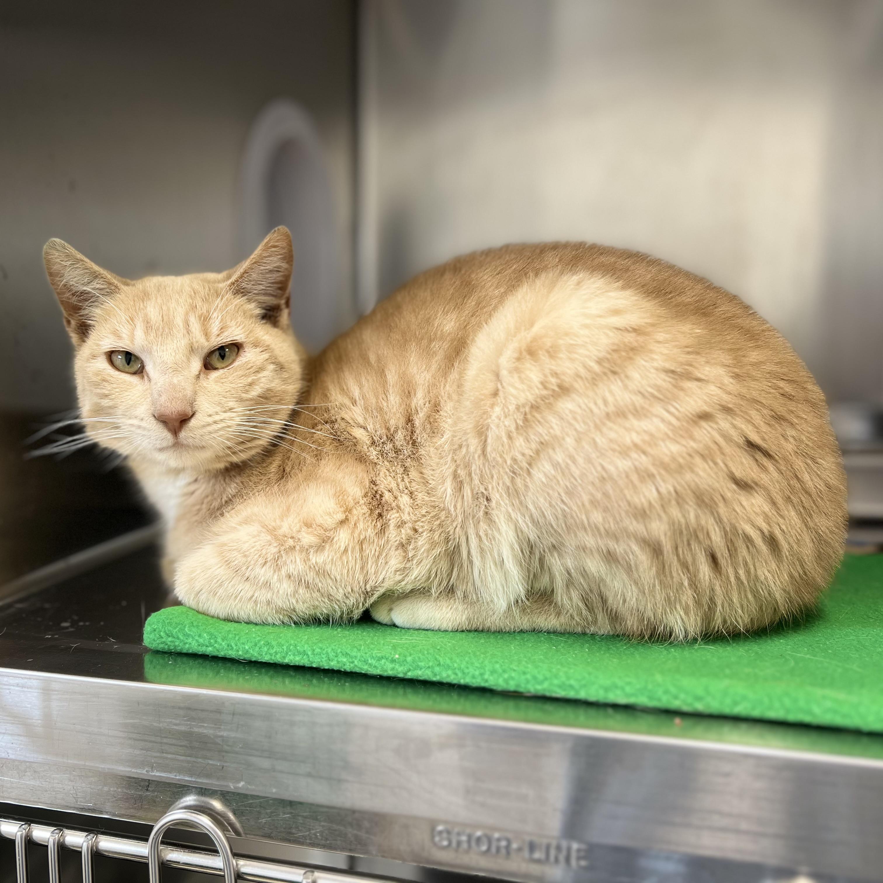 Thomas, adoptable, Young Male Domestic Short Hair.