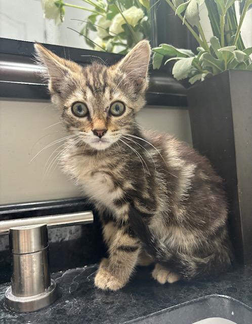 Hoshi, an adopted Tabby in Tucson, AZ image 2/2