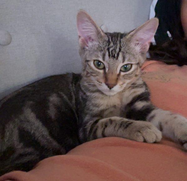 Hoshi, adopted, Young Male Tabby.