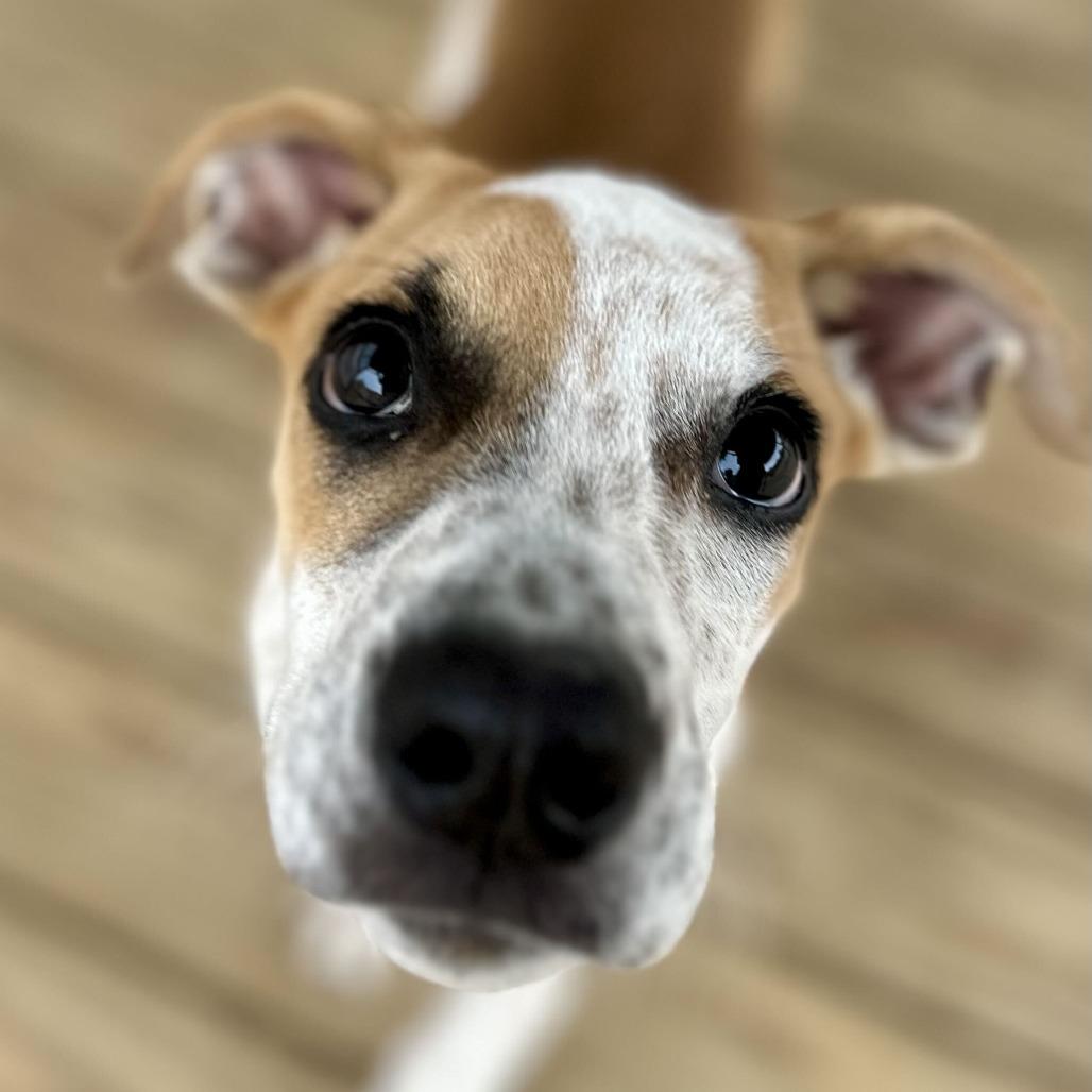 Enlarge Toffee HERE IN NH, a Adoptable Mixed Breed in Barrington, NH image 1/3