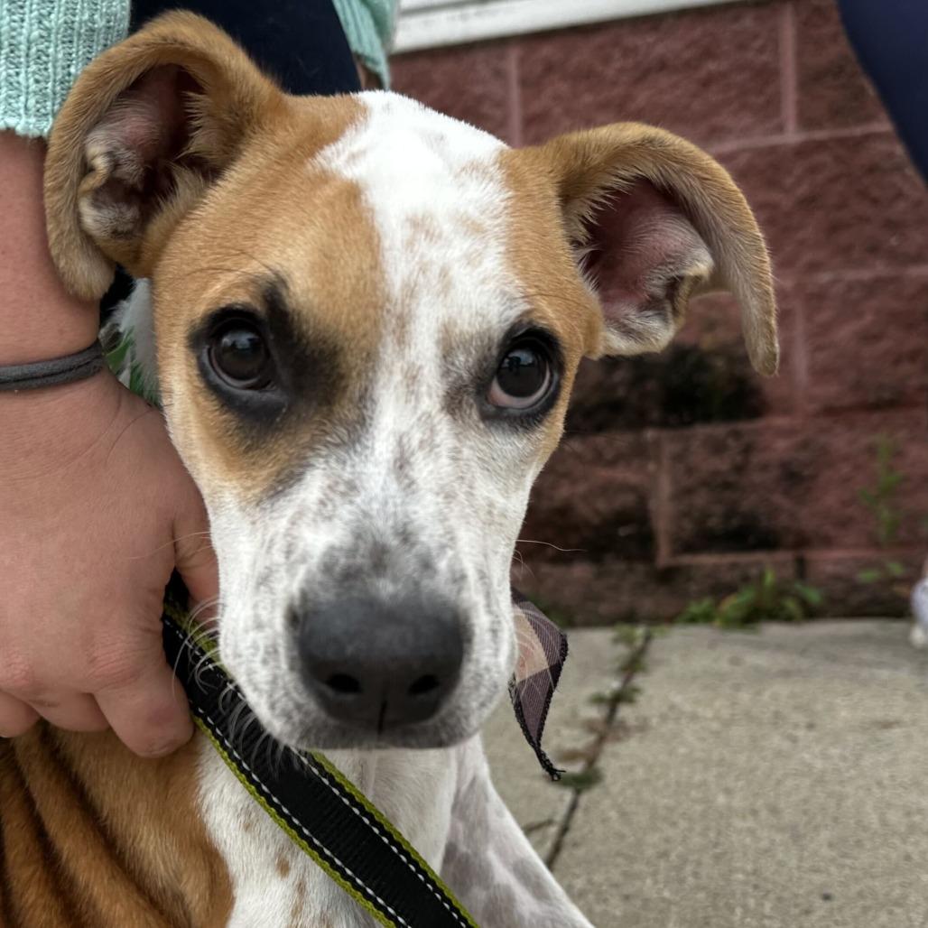 Enlarge Toffee HERE IN NH, a Adoptable Mixed Breed in Barrington, NH image 3/3