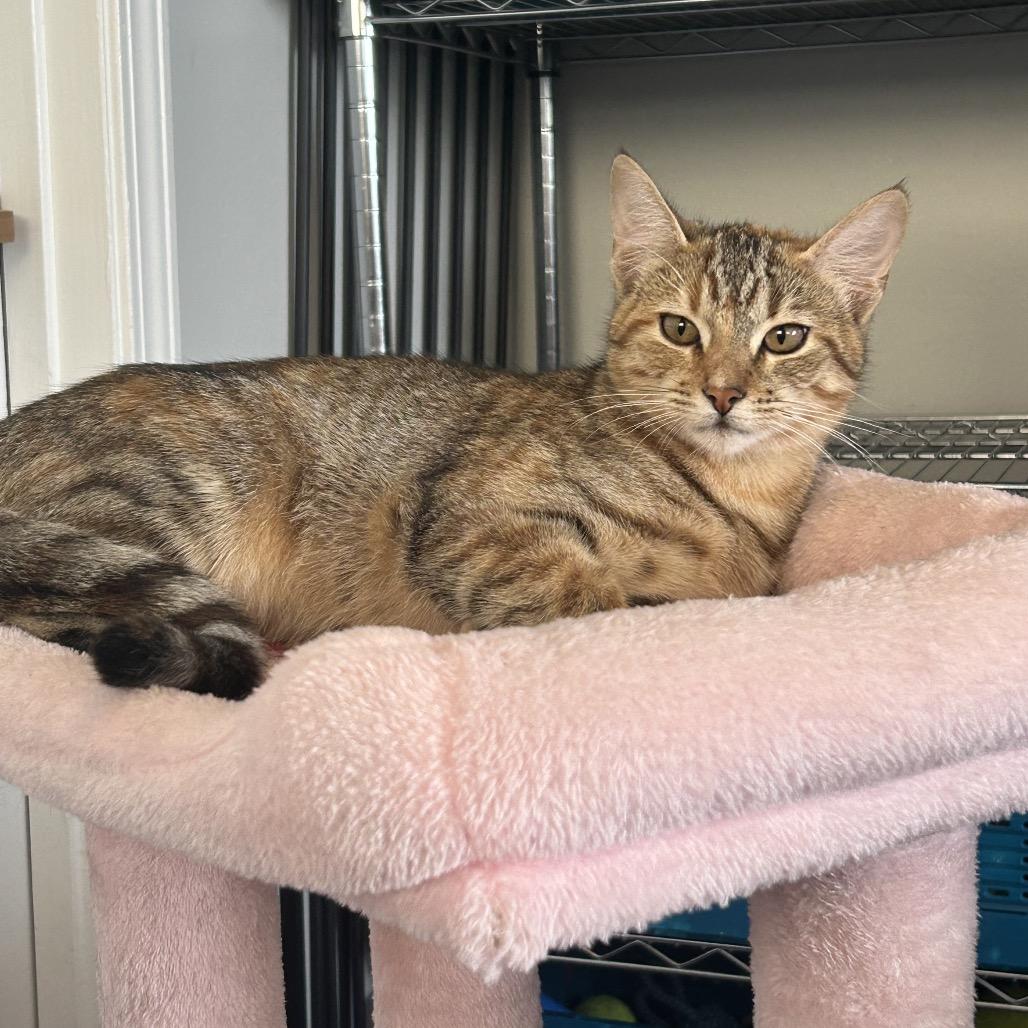 Juniper 26-017, Adoptable, Kitten Female Domestic Short Hair.
