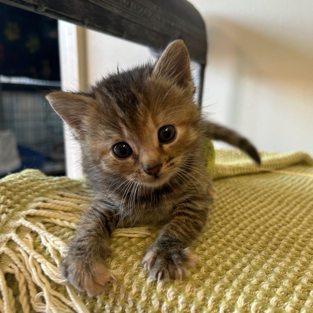 Juniper 26-017, a Adoptable Domestic Short Hair in Little Rock, AR image 2/6