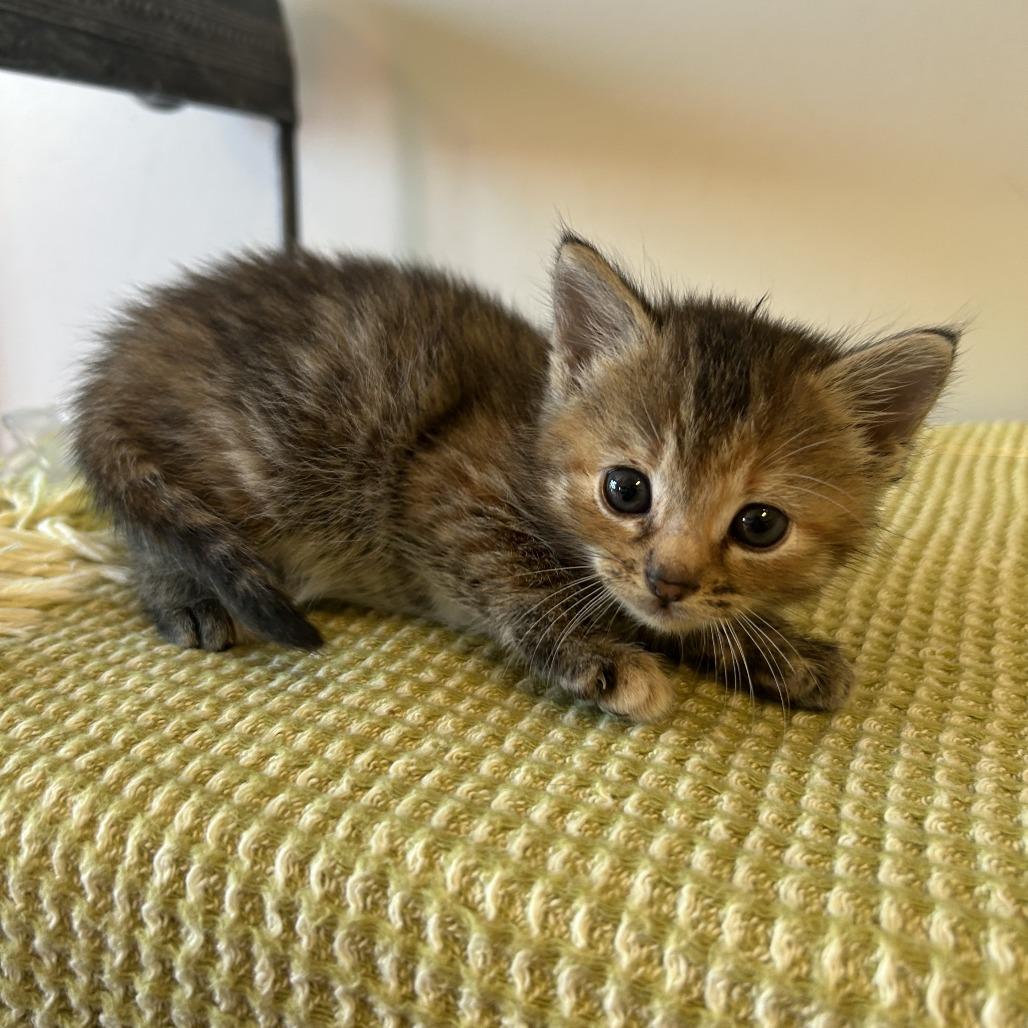Juniper 26-017, a Adoptable Domestic Short Hair in Little Rock, AR image 3/6