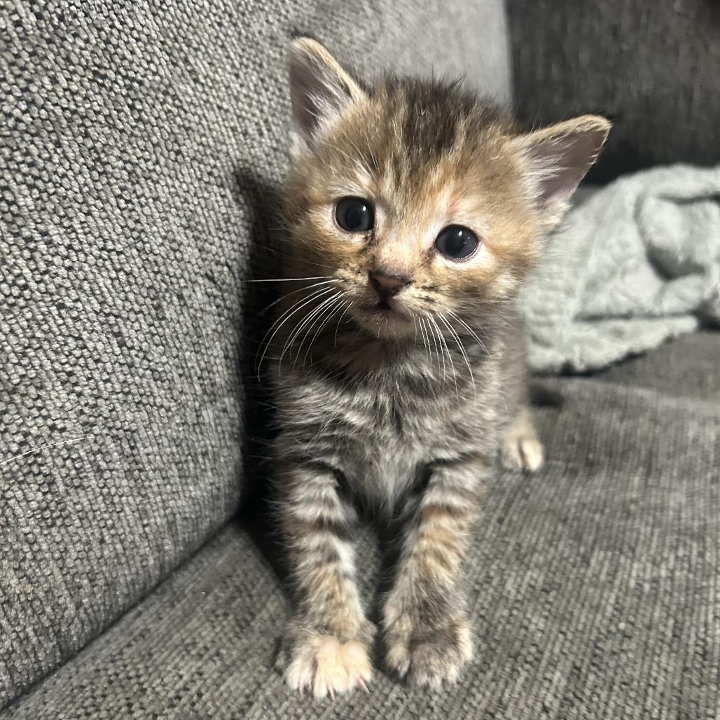 Juniper 26-017, a Adoptable Domestic Short Hair in Little Rock, AR image 5/6
