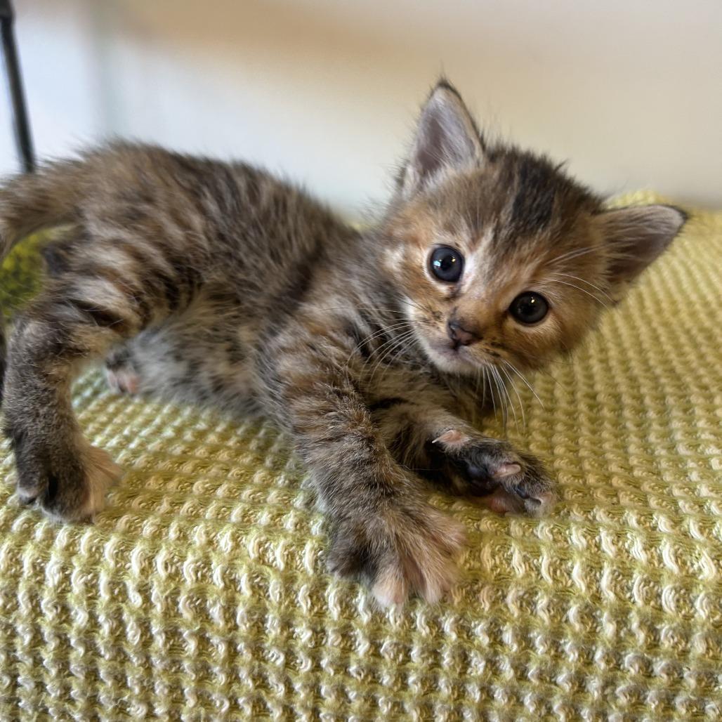 Juniper 26-017, a Adoptable Domestic Short Hair in Little Rock, AR image 6/6
