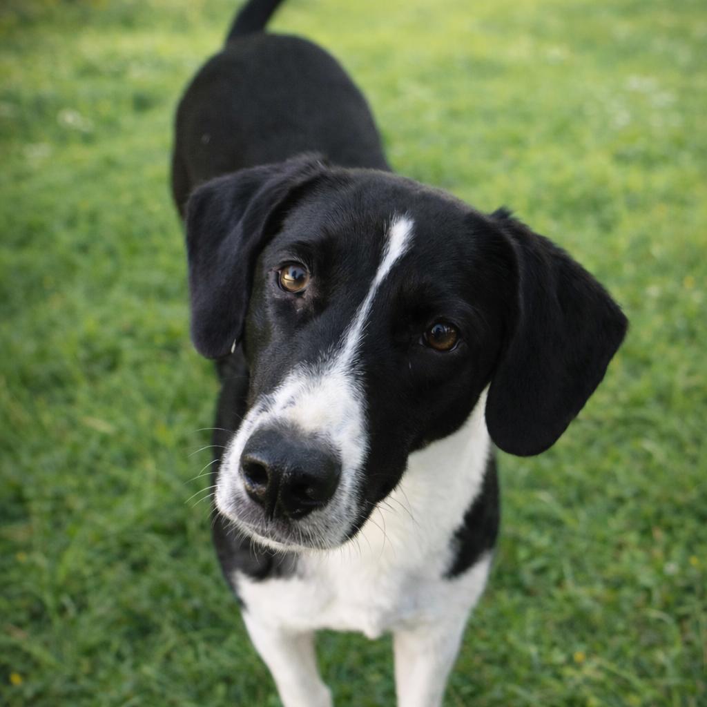 Billie Howlish, Adoptable, Young Female Hound & Mixed Breed.