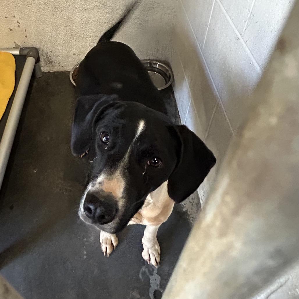 Billie Howlish, a Adoptable mixed breed in Morganton, NC image 2/6