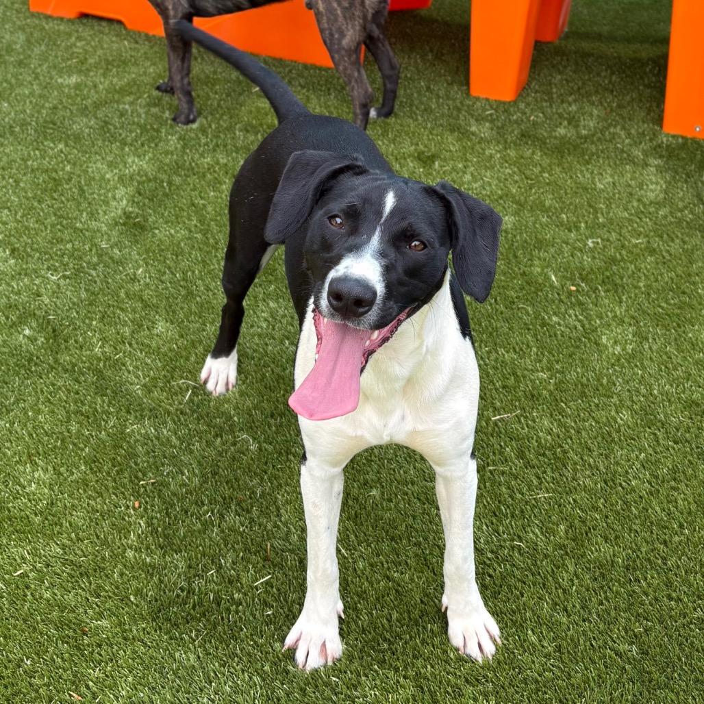 Billie Howlish, a Adoptable mixed breed in Morganton, NC image 3/6