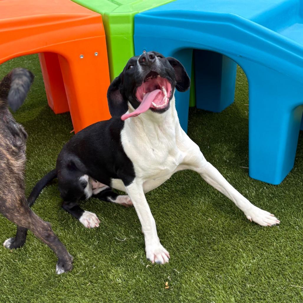 Billie Howlish, a Adoptable mixed breed in Morganton, NC image 4/6