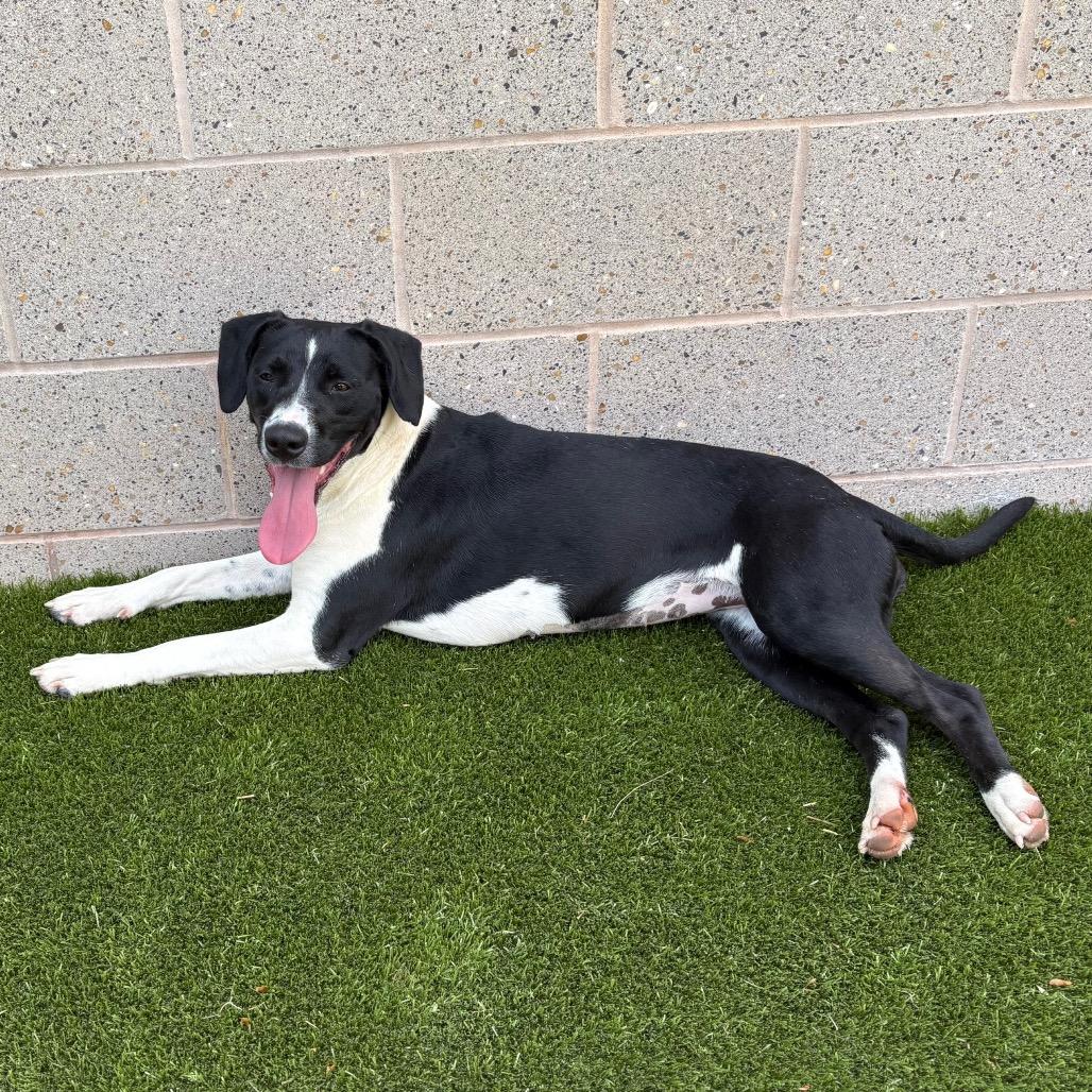 Billie Howlish, a Adoptable mixed breed in Morganton, NC image 5/6