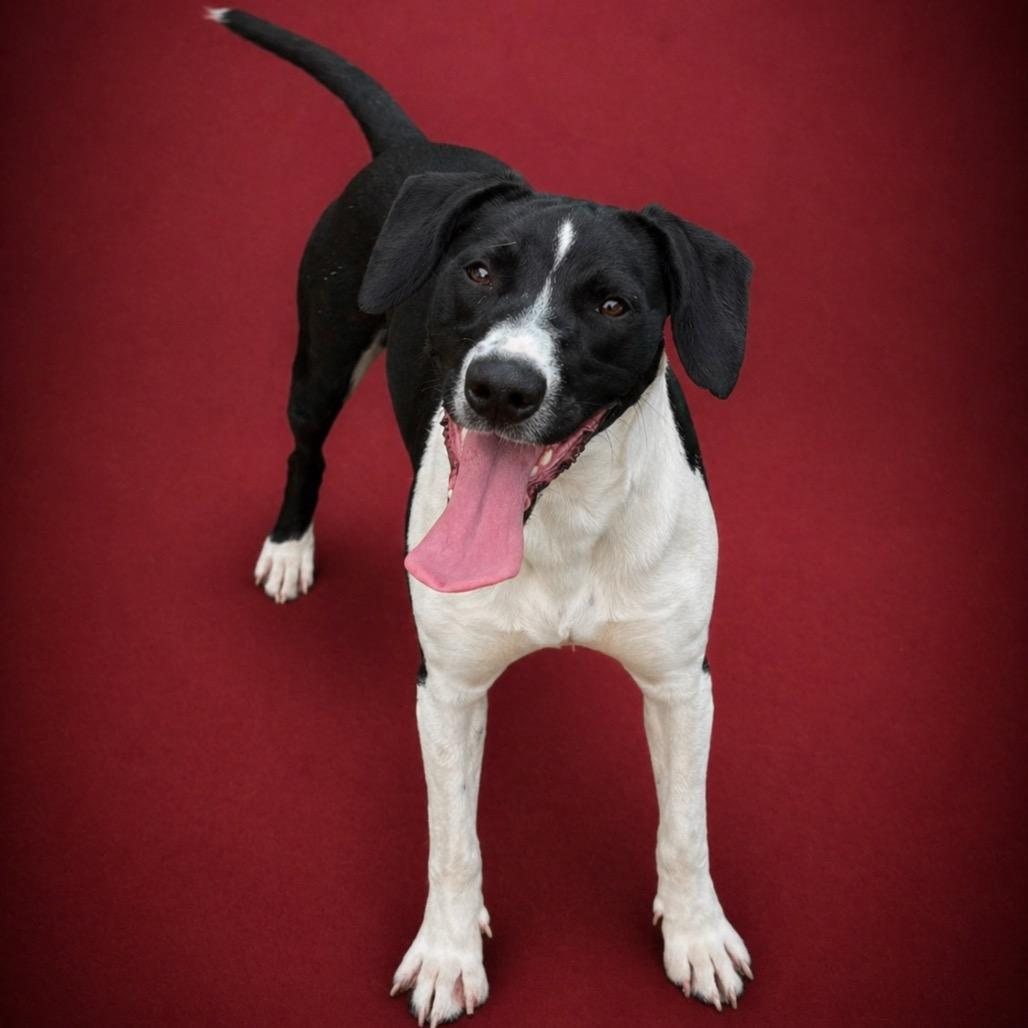 Billie Howlish, a Adoptable mixed breed in Morganton, NC image 6/6