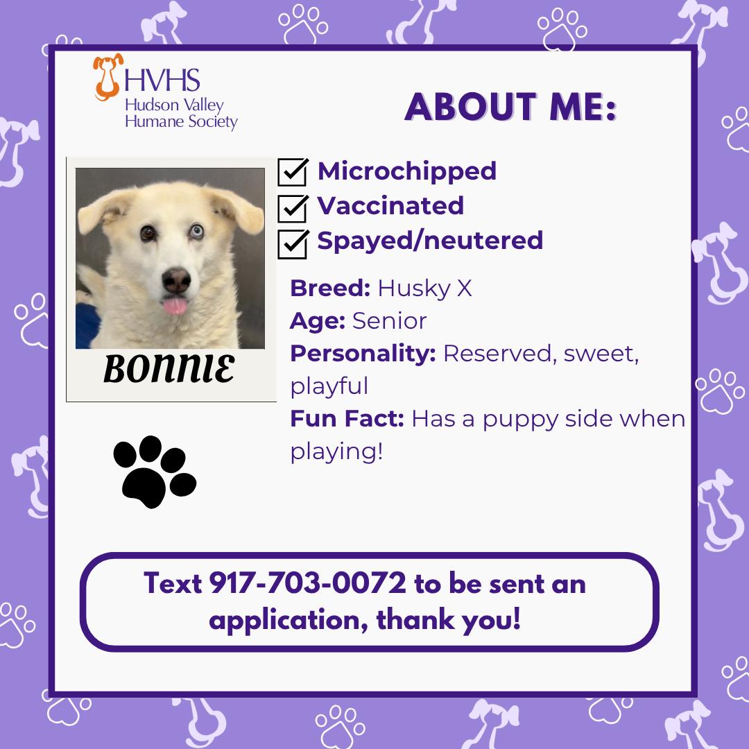 Enlarge BONNIE, a Adoptable mixed breed in Pomona, NY image 2/2