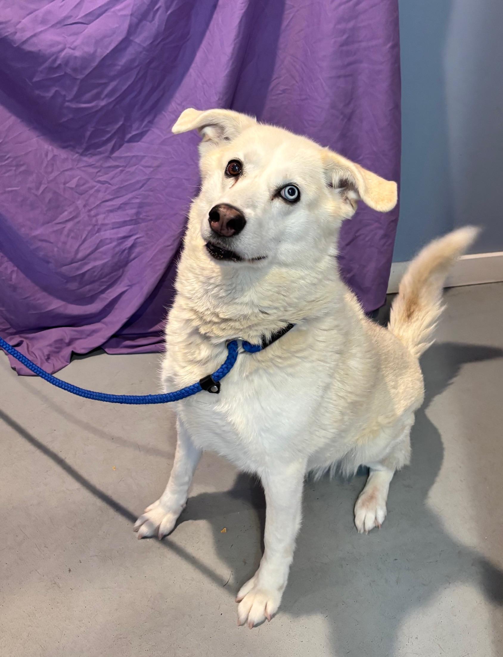 Enlarge BONNIE, a Adoptable mixed breed in Pomona, NY image 1/3