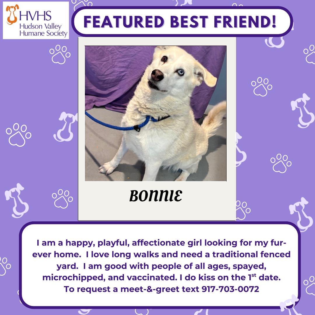 Enlarge BONNIE, a Adoptable mixed breed in Pomona, NY image 3/3