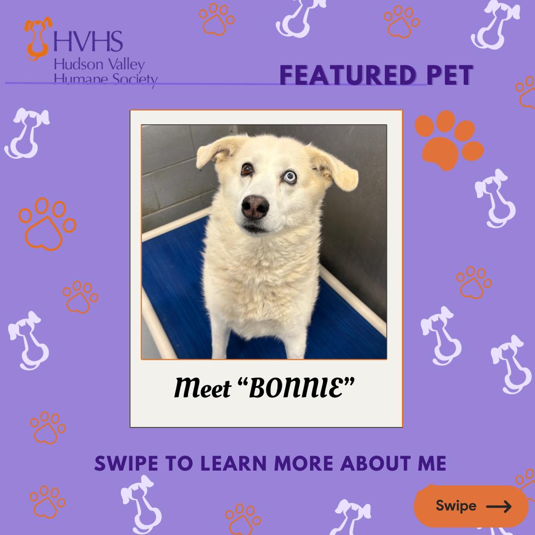 BONNIE, Adoptable, Senior Female Husky.