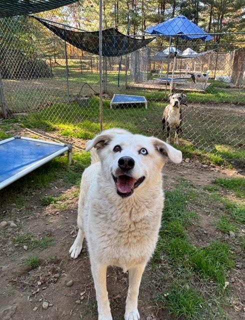 Enlarge BONNIE, a Adoptable mixed breed in Pomona, NY image 2/3