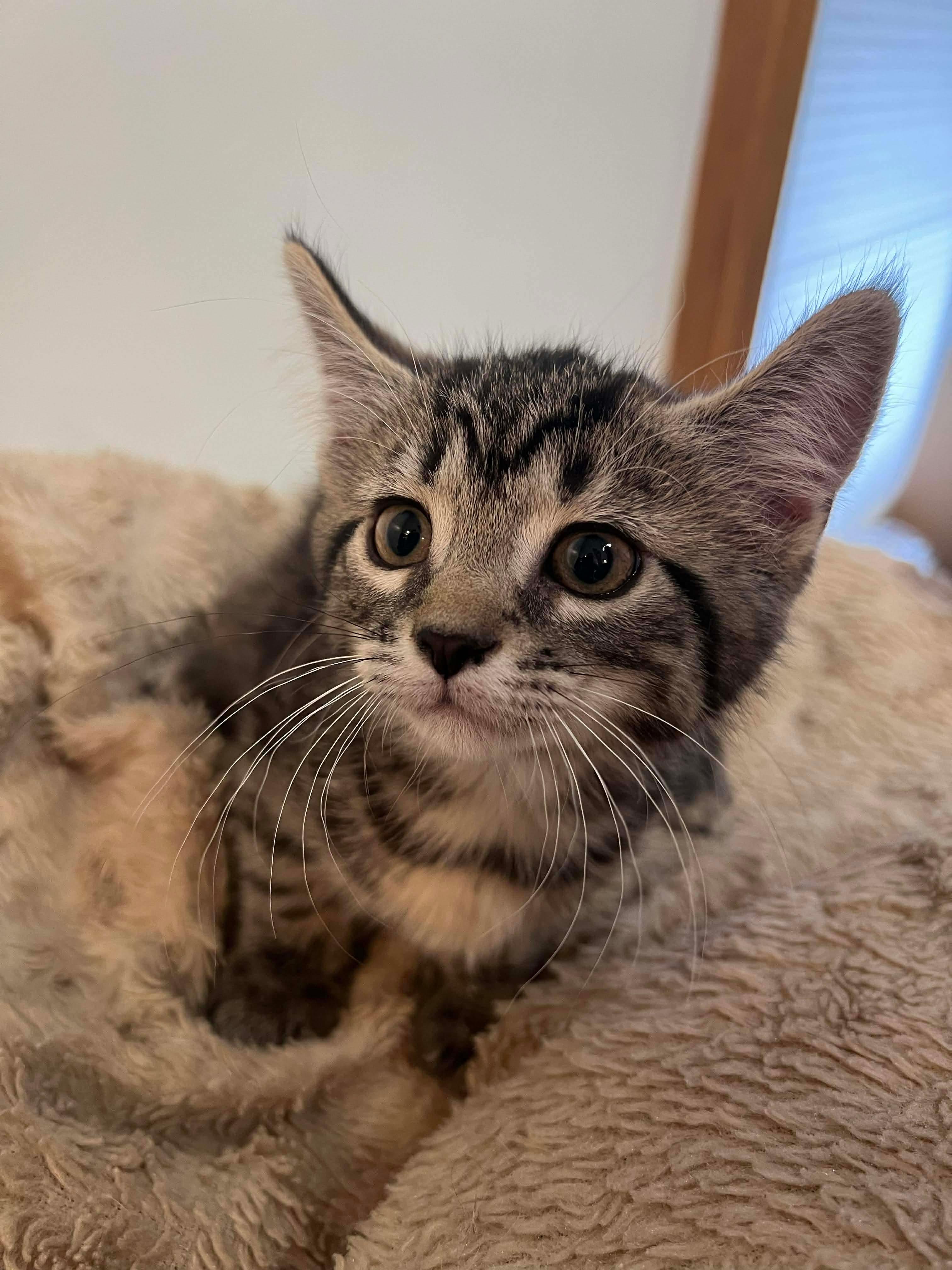 Hershey, a ADOPTABLE Domestic Short Hair in Rochester , NY image 6/6