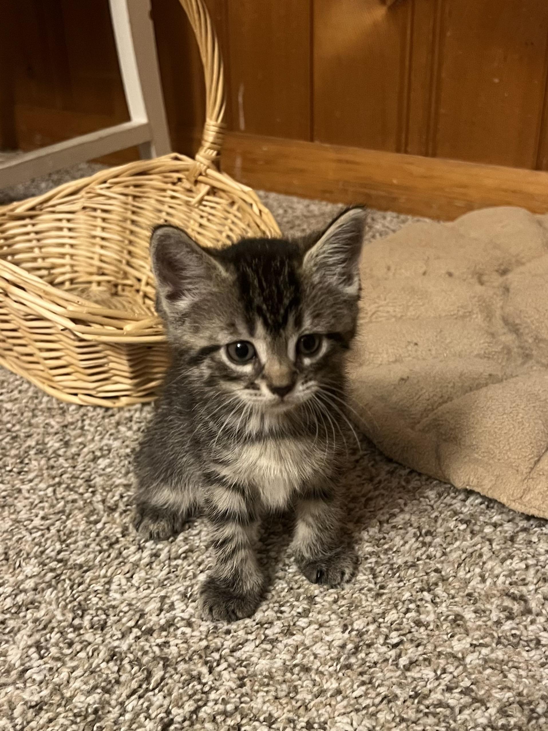 Hershey, a ADOPTABLE Domestic Short Hair in Rochester , NY image 3/6