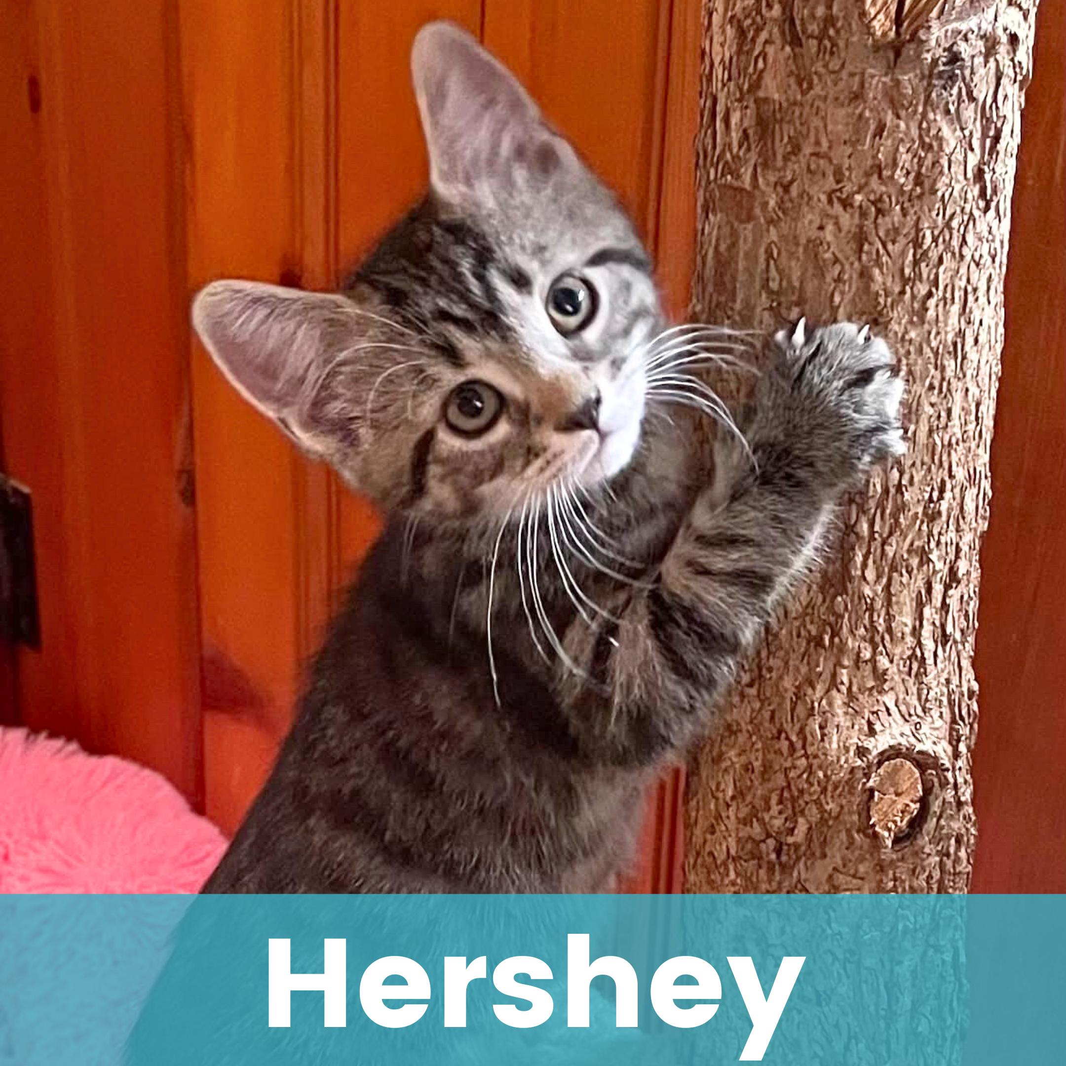 Hershey, ADOPTABLE, Kitten Female Domestic Short Hair.