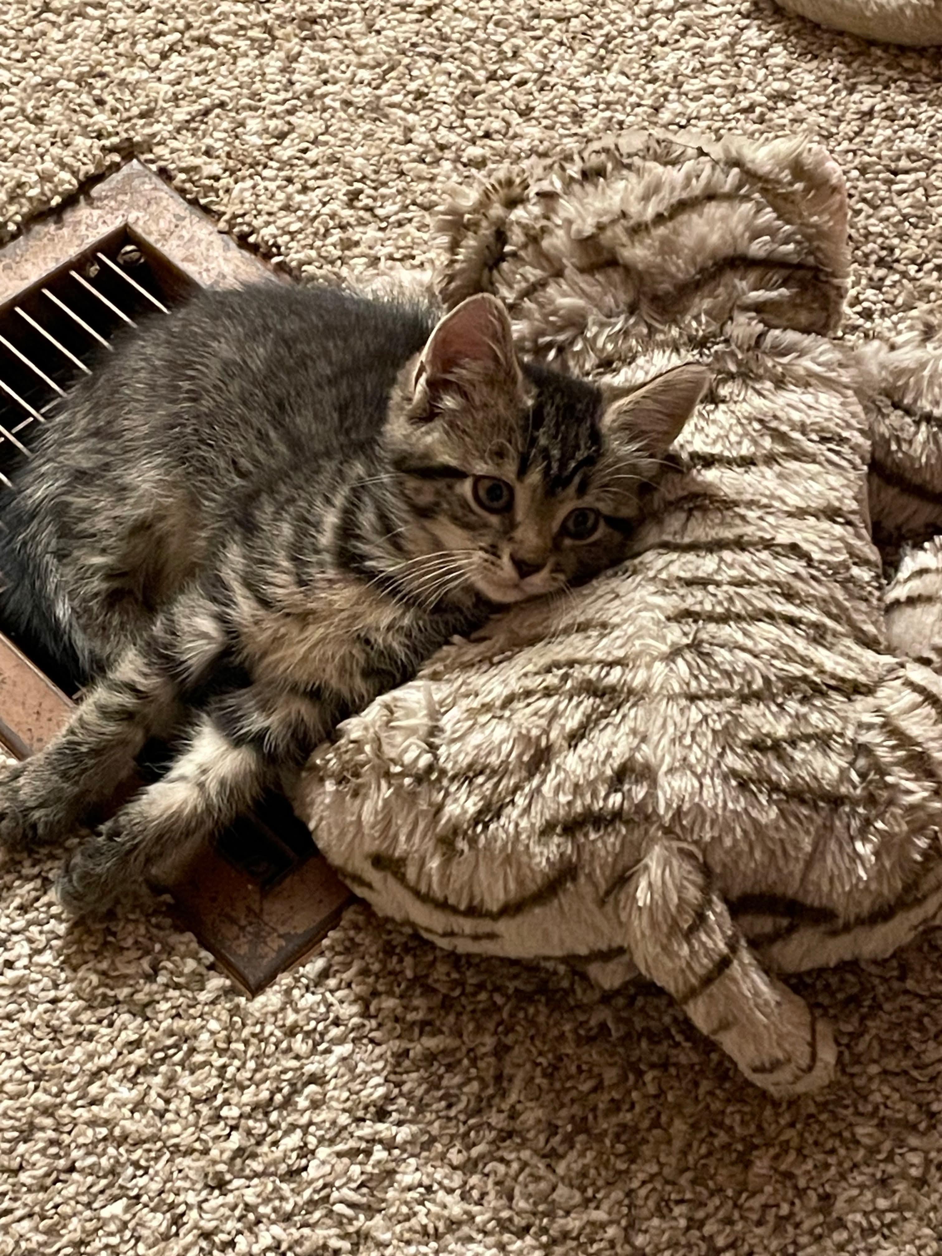 Hershey, a ADOPTABLE Domestic Short Hair in Rochester , NY image 5/6