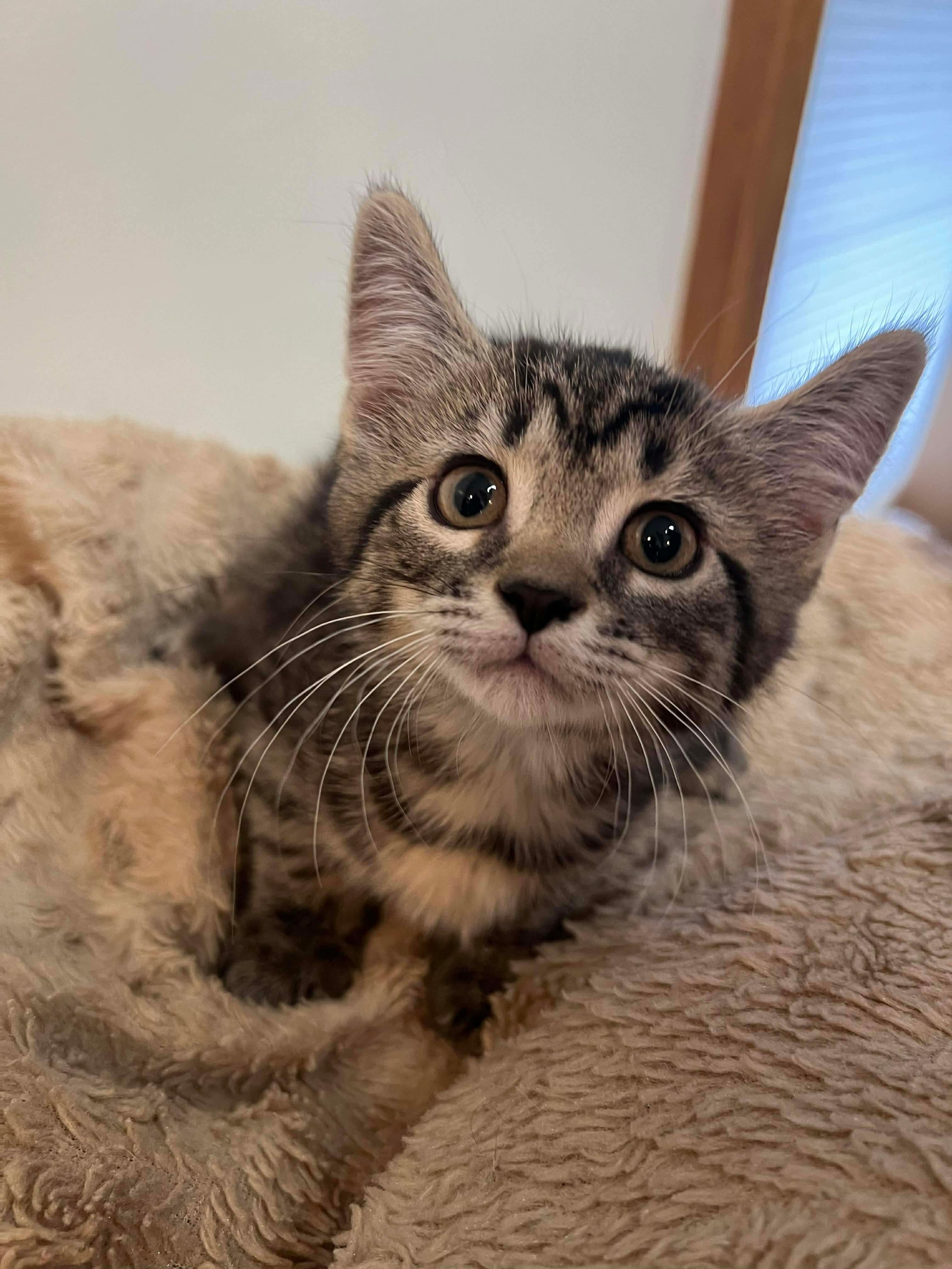 Hershey, a ADOPTABLE Domestic Short Hair in Rochester , NY image 2/6