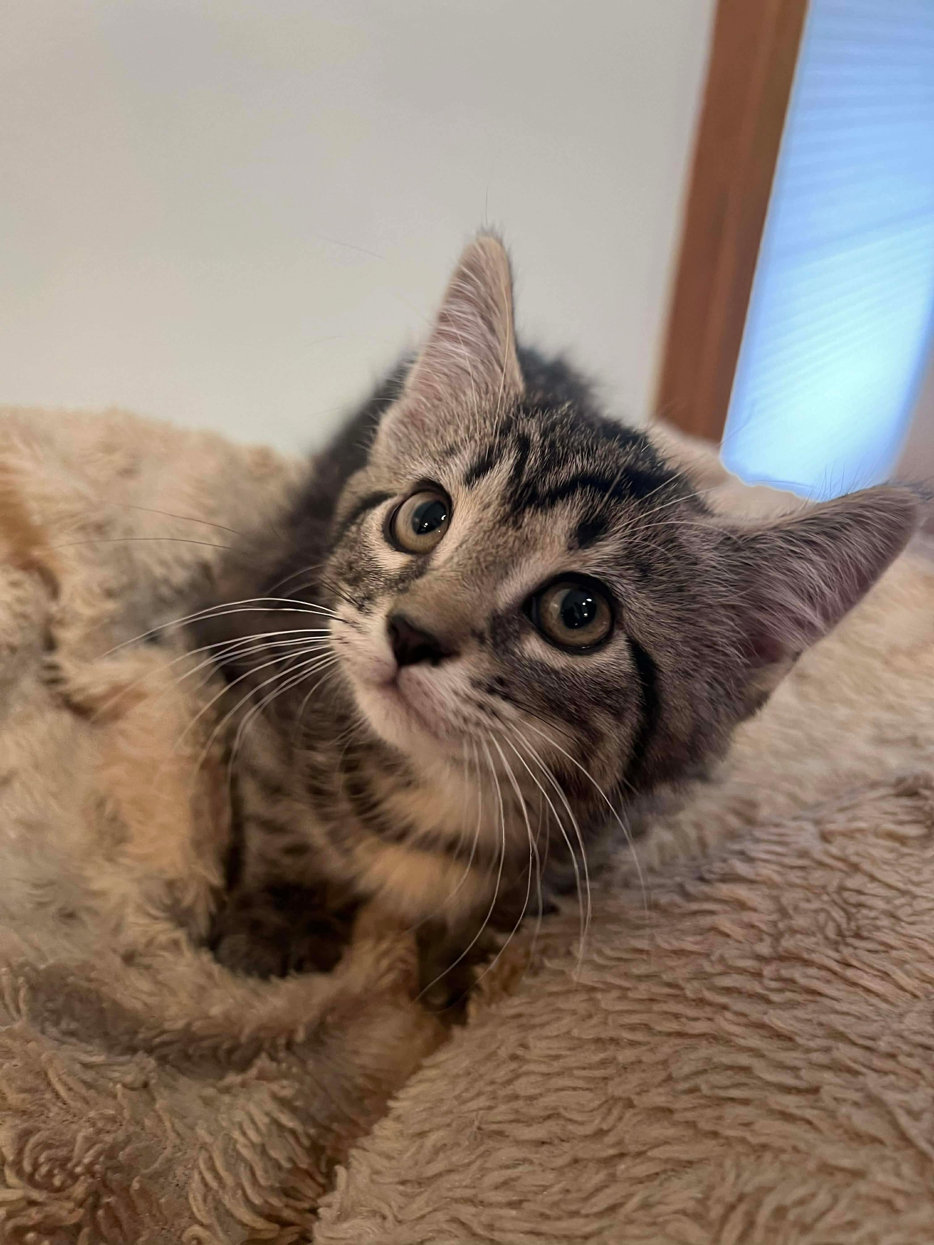 Hershey, a ADOPTABLE Domestic Short Hair in Rochester , NY image 4/6