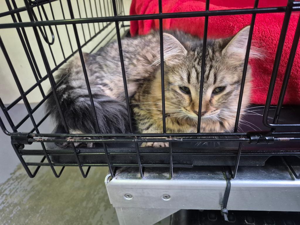 China 2 (Bonded with sister Dilly), Adoptable, Kitten Female Domestic Medium Hair.