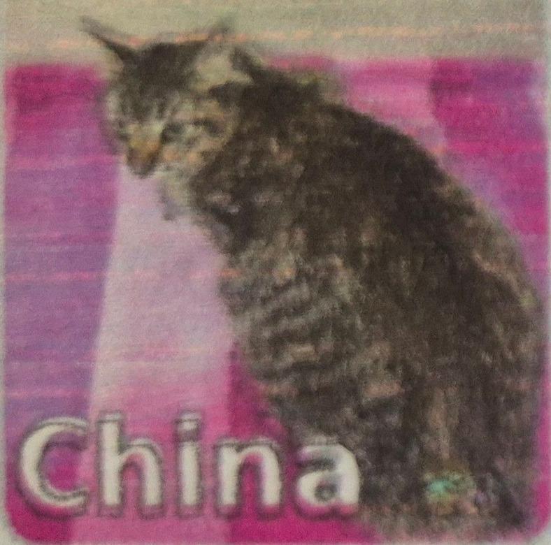 Enlarge China 2 (Bonded with sister Dilly), a Adoptable mixed breed in Pittsboro, NC image 2/2