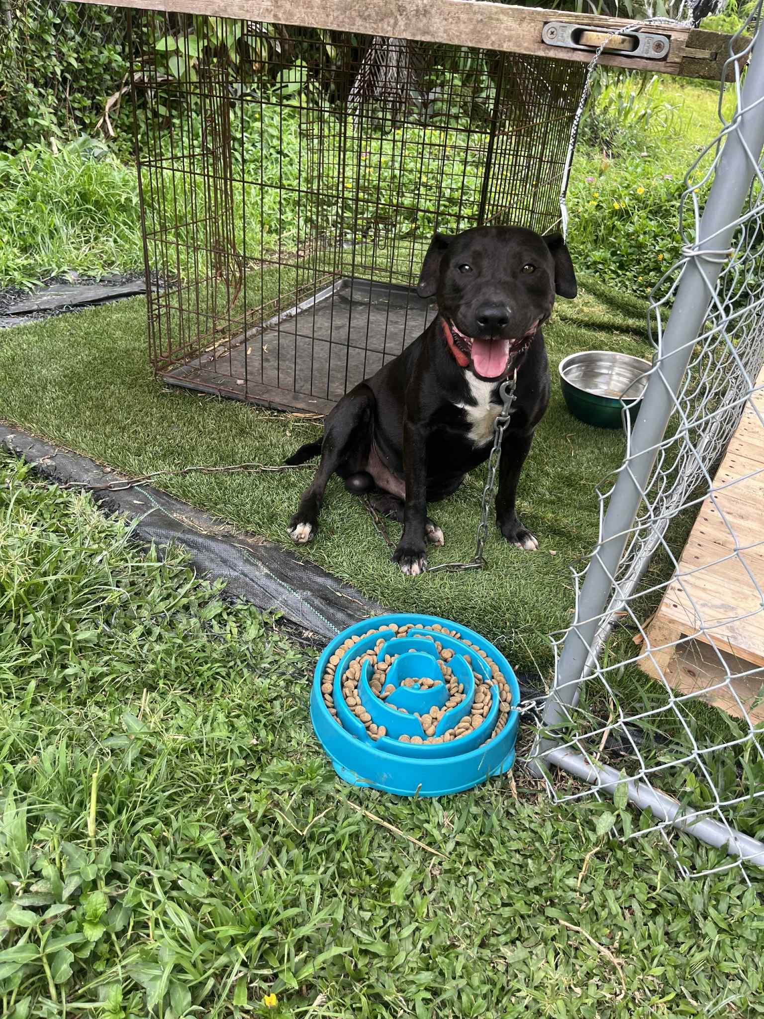 Zoro, Adoptable, Young Male Mixed Breed.
