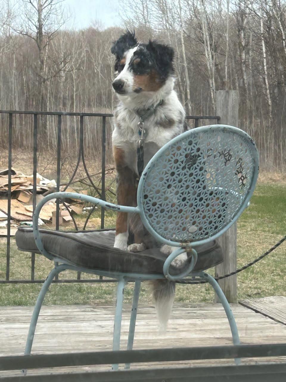 Lulu, a ADOPTABLE Australian Shepherd in Elk River, MN image 2/2