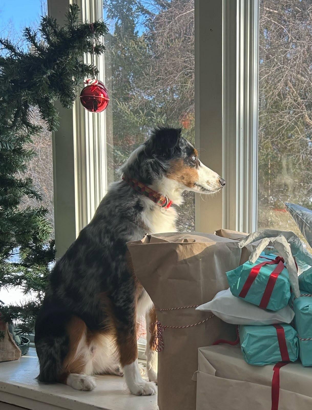 Lulu, ADOPTABLE, Adult Female Australian Shepherd.