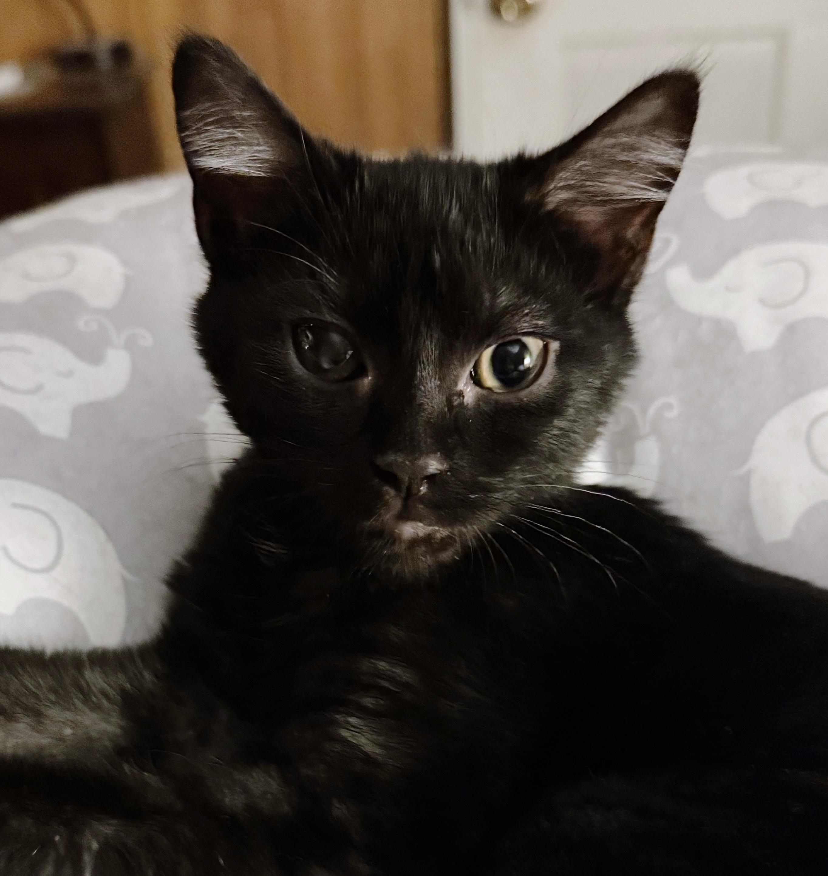 Cyclops aka Clopsy, Adoptable, Kitten Male Bombay & Tabby.