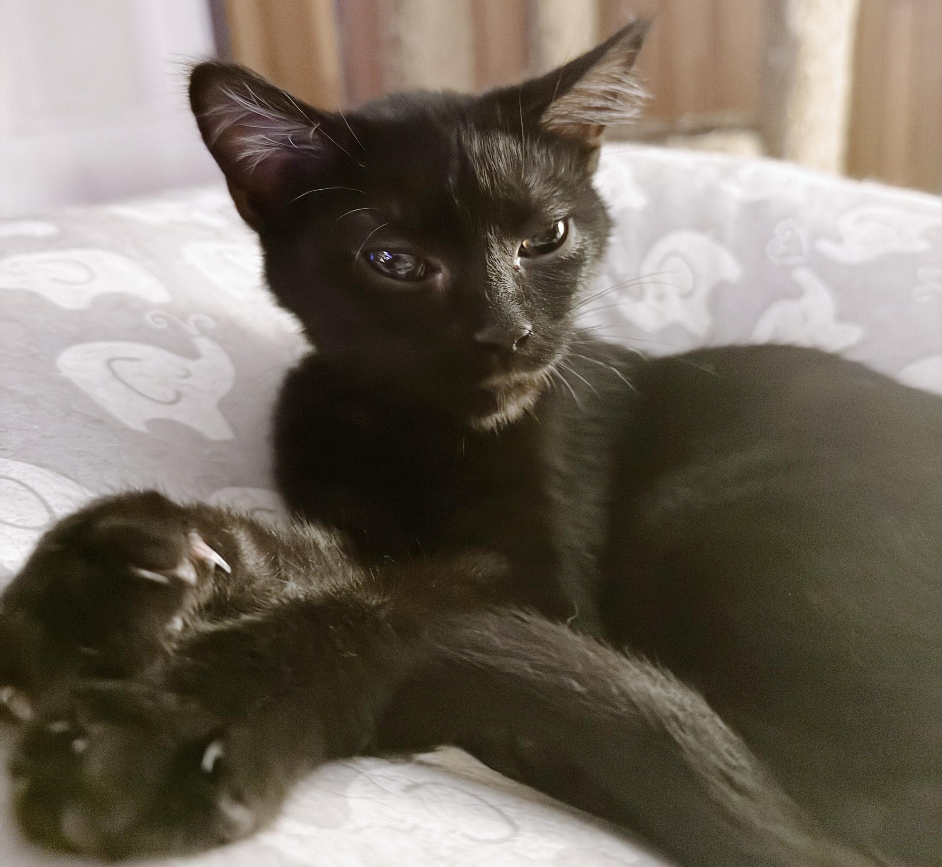 Cyclops Aka Clopsy thumbnail 3