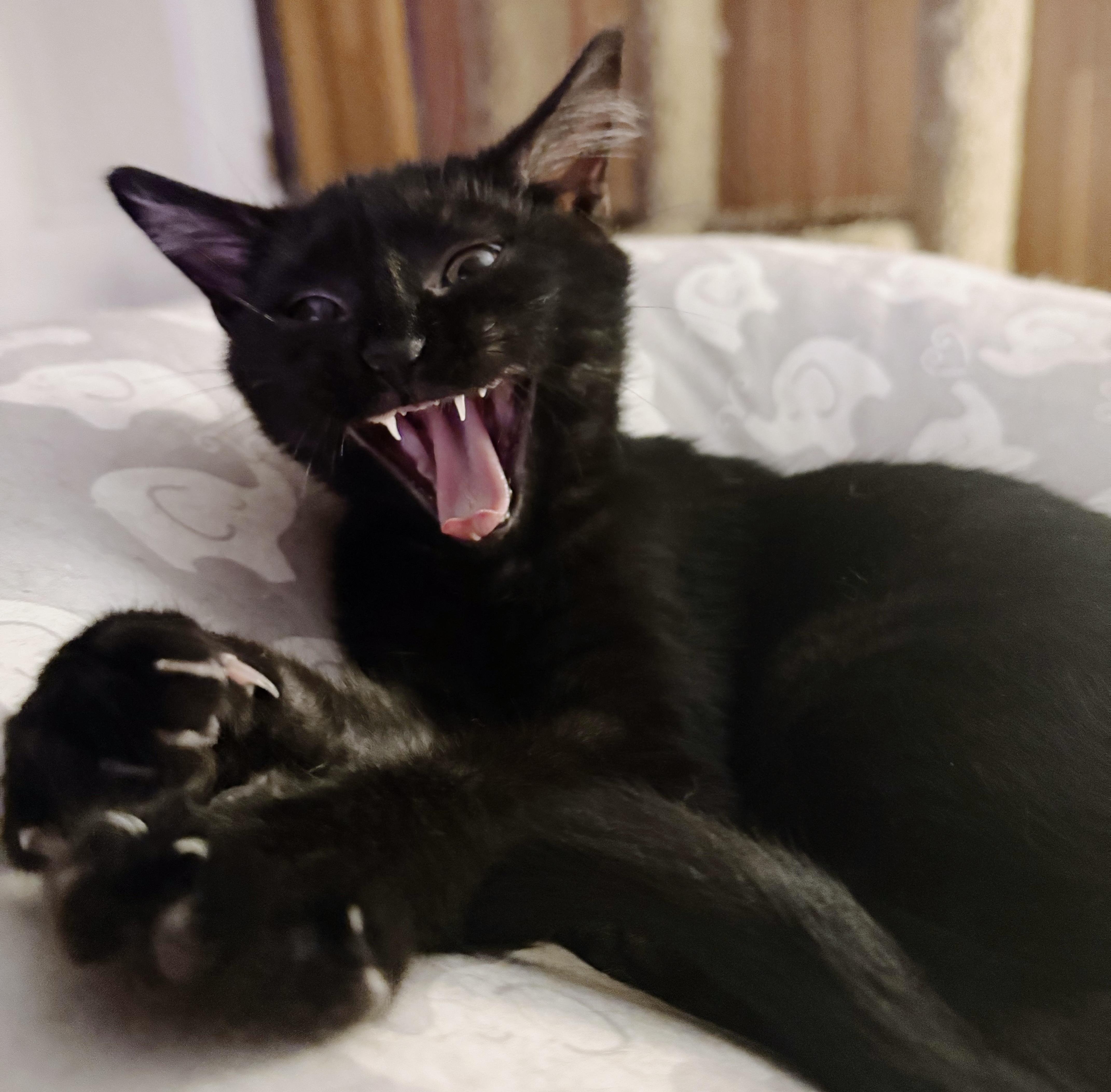 Cyclops aka Clopsy, a Adoptable mixed breed in Philadelphia, PA image 4/4