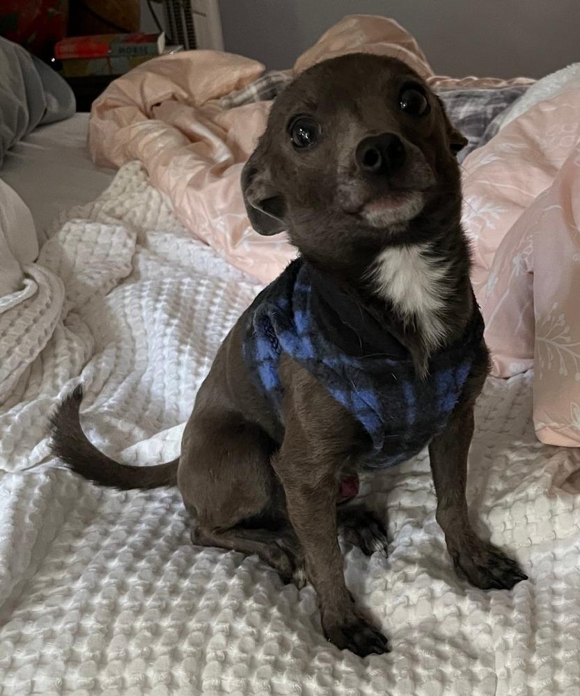 GREG, Adoptable, Adult Male Chihuahua.