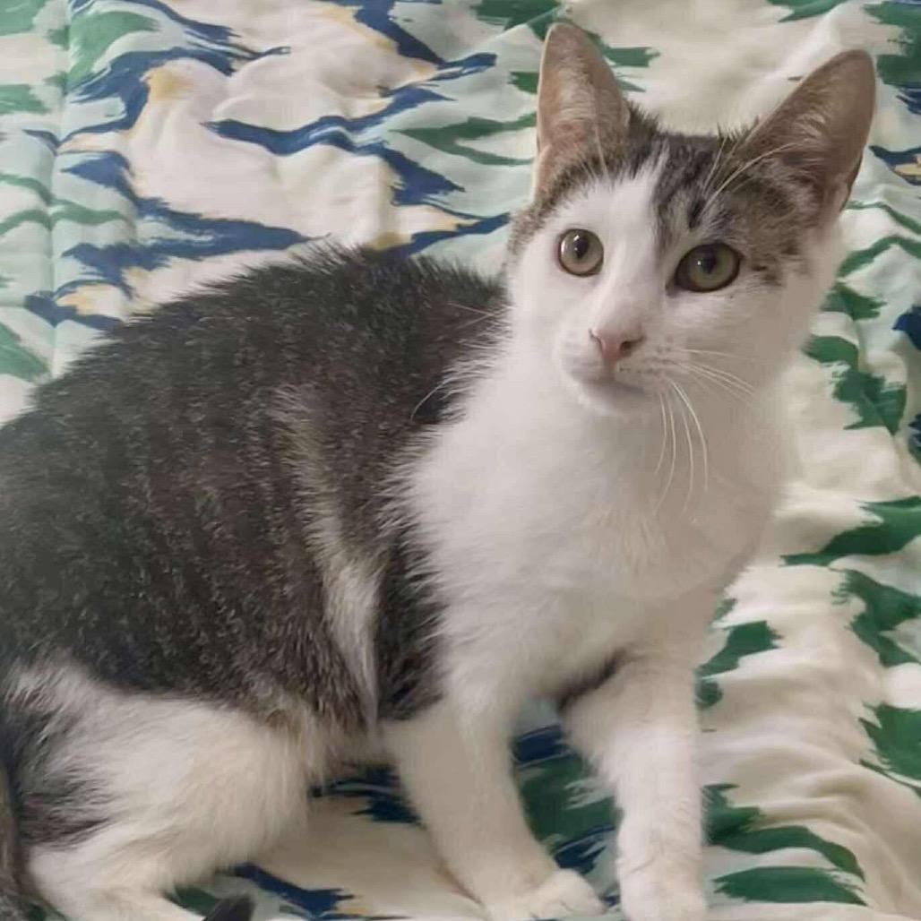 Enlarge Yoyo (**Bonded with Toto), a Adoptable Domestic Short Hair in Philadelphia, PA image 1/4
