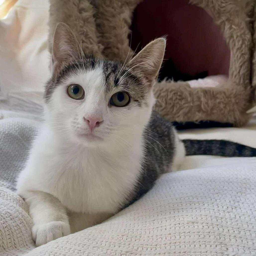 Enlarge Yoyo (**Bonded with Toto), a Adoptable Domestic Short Hair in Philadelphia, PA image 2/4