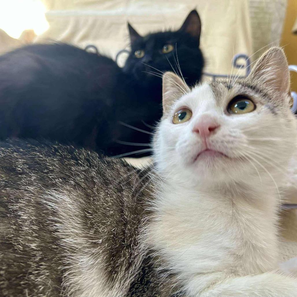 Enlarge Yoyo (**Bonded with Toto), a Adoptable Domestic Short Hair in Philadelphia, PA image 3/4