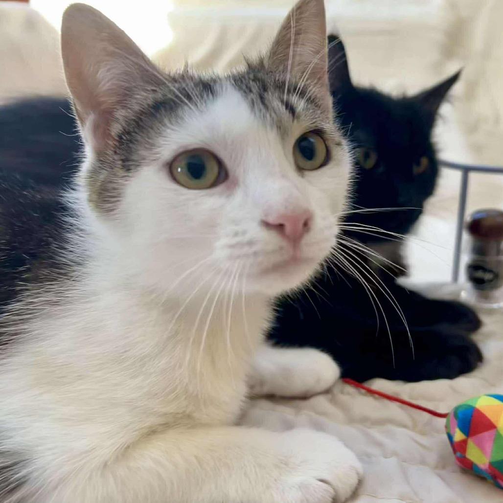 Enlarge Yoyo (**Bonded with Toto), a Adoptable Domestic Short Hair in Philadelphia, PA image 4/4