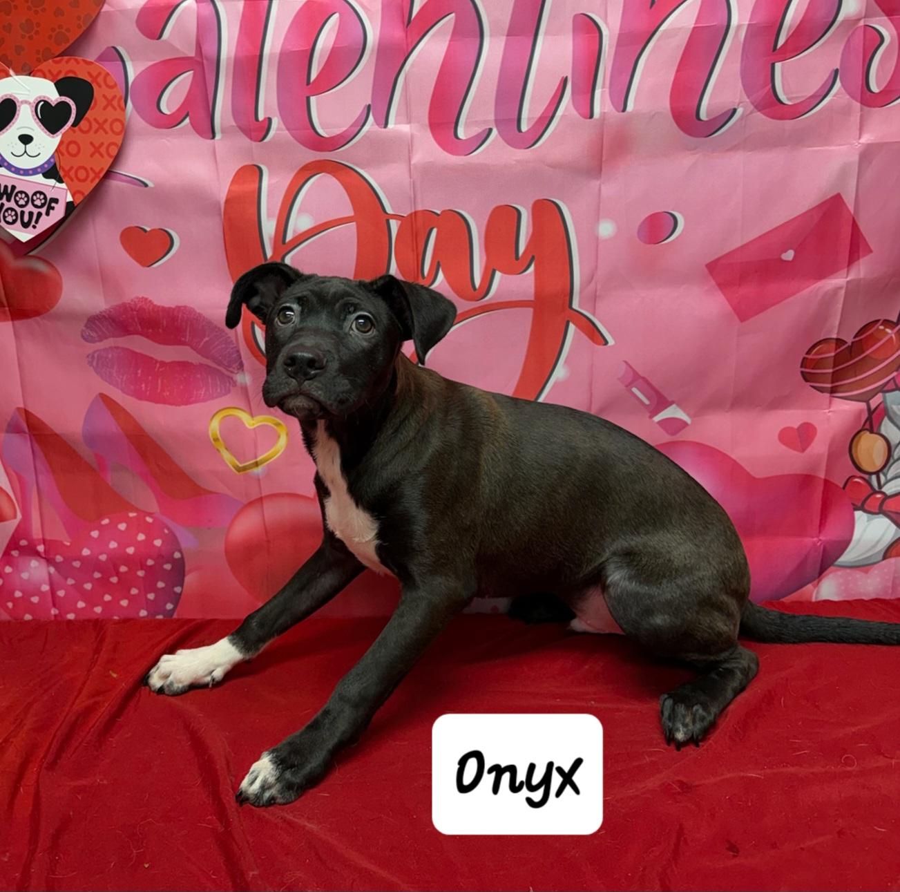 Onyx, Adoptable, Puppy Male Chihuahua.