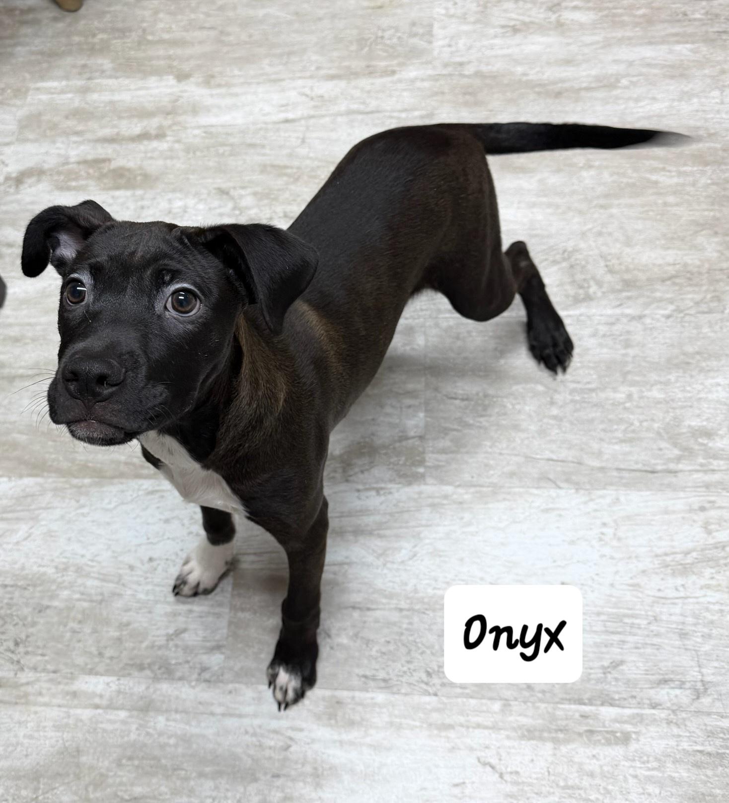 Onyx, Adoptable, Puppy Male Chihuahua.