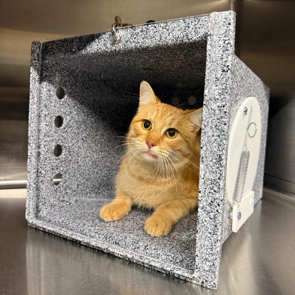 Enlarge Luther, a Adoptable Domestic Short Hair in Pauls Valley, OK image 1/1