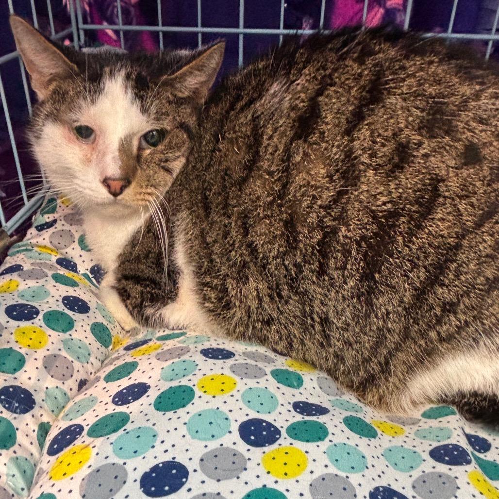 Enlarge Howard NYE_3, a Adoptable Domestic Short Hair in Columbia, MO image 2/3