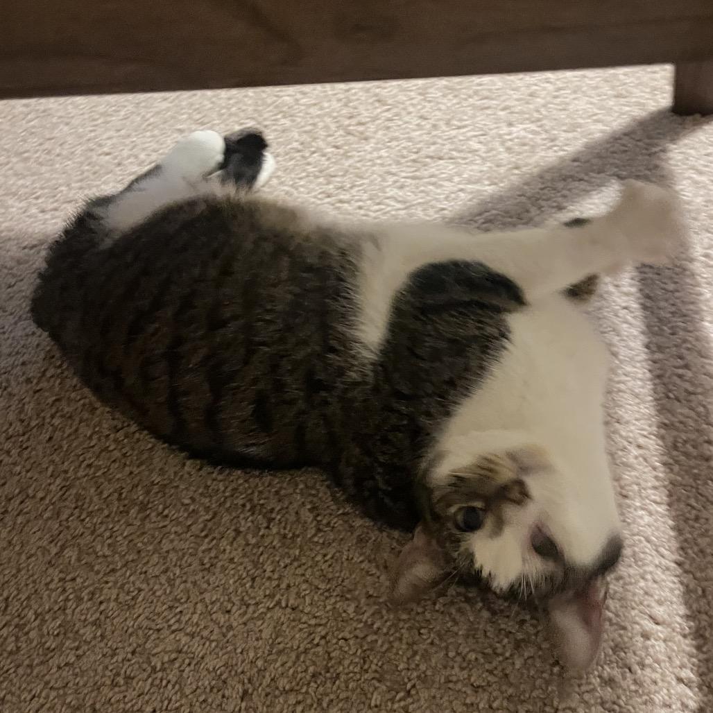 Enlarge Howard NYE_3, a Adoptable Domestic Short Hair in Columbia, MO image 3/3