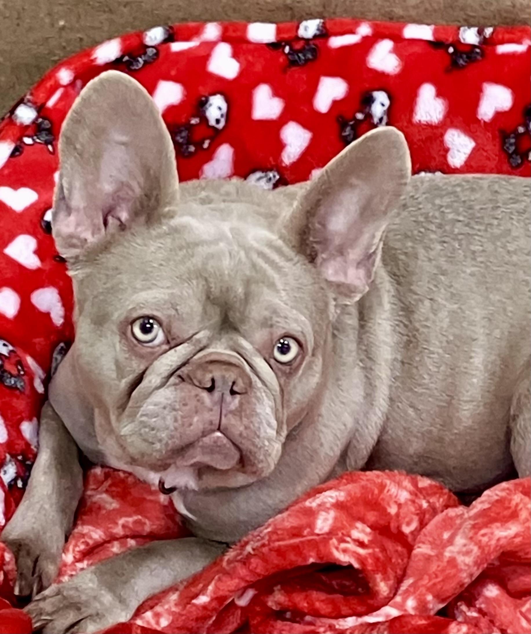 Cherry, ADOPTABLE, Young Female French Bulldog.