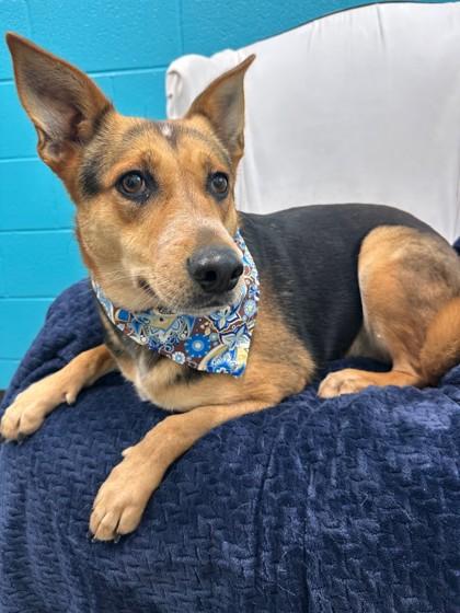 Buttercup, Adoptable, Adult Female Shepherd & Mixed Breed.