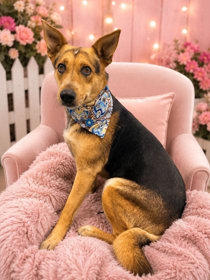 Enlarge Buttercup, a Adoptable mixed breed in Seagoville, TX image 3/3