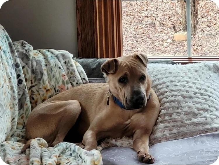 Enlarge Scotty, a ADOPTABLE Mixed Breed in De Pere, WI image 1/3