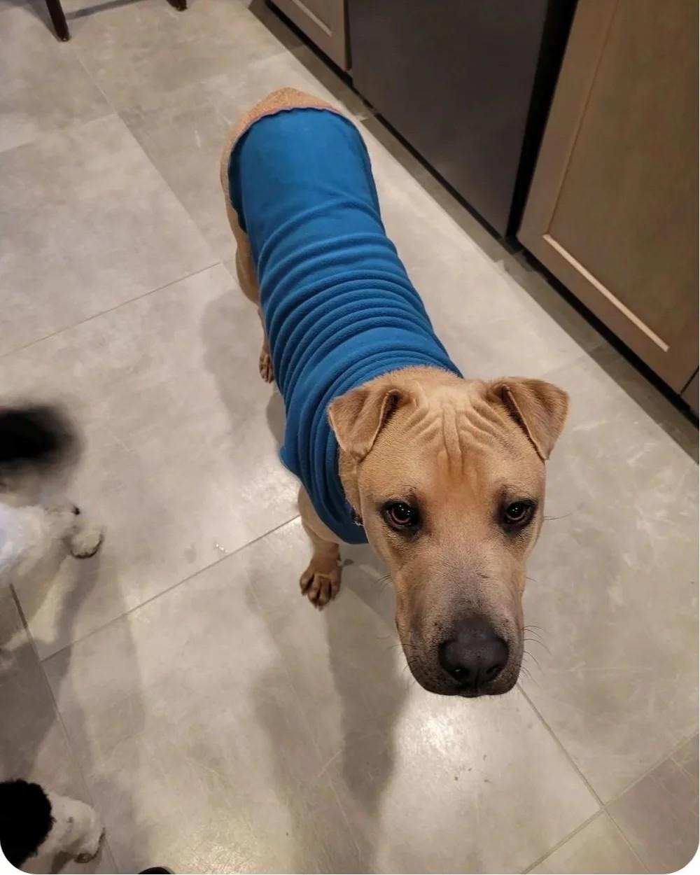 Enlarge Scotty, a ADOPTABLE Mixed Breed in De Pere, WI image 3/3